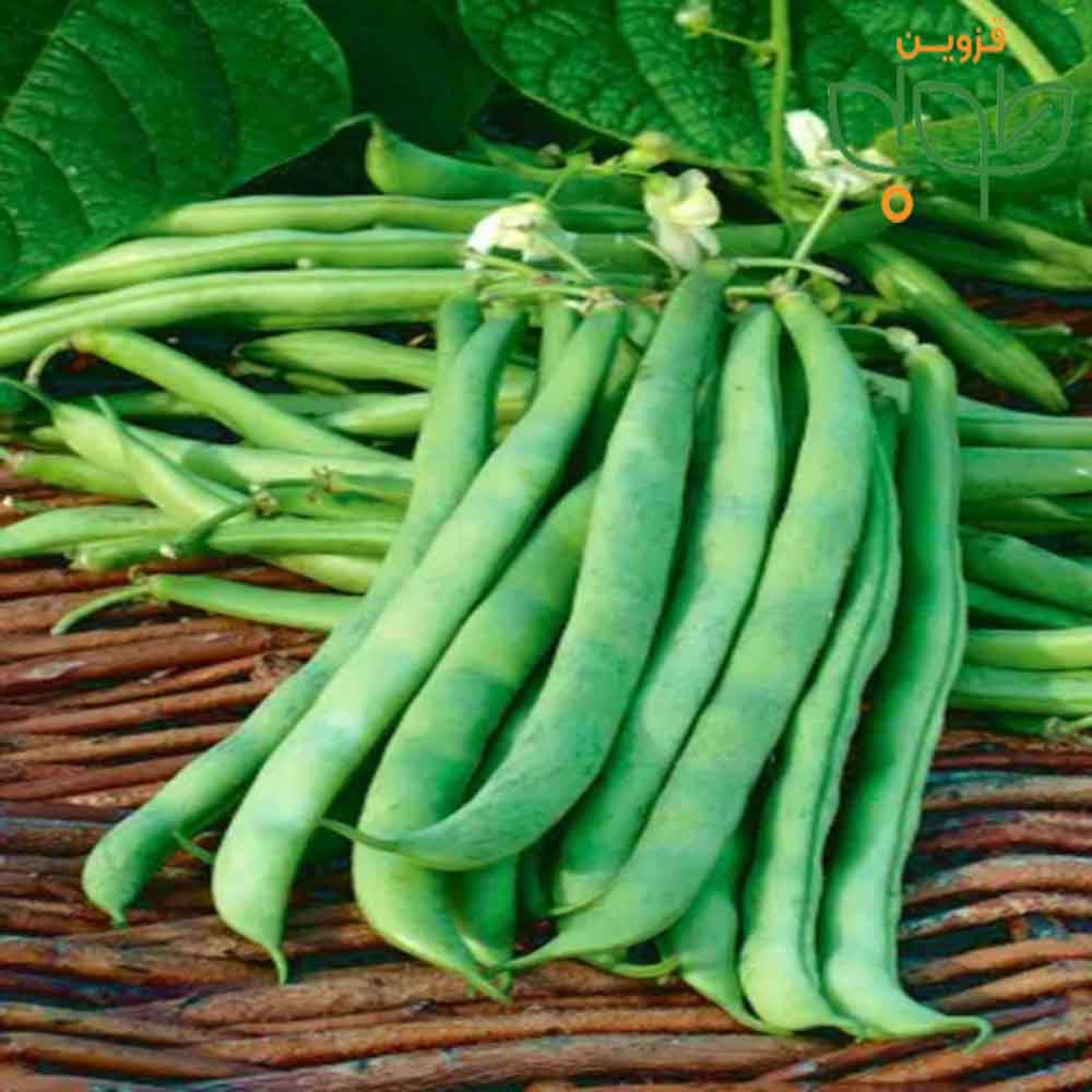بذرلوبیاسبز