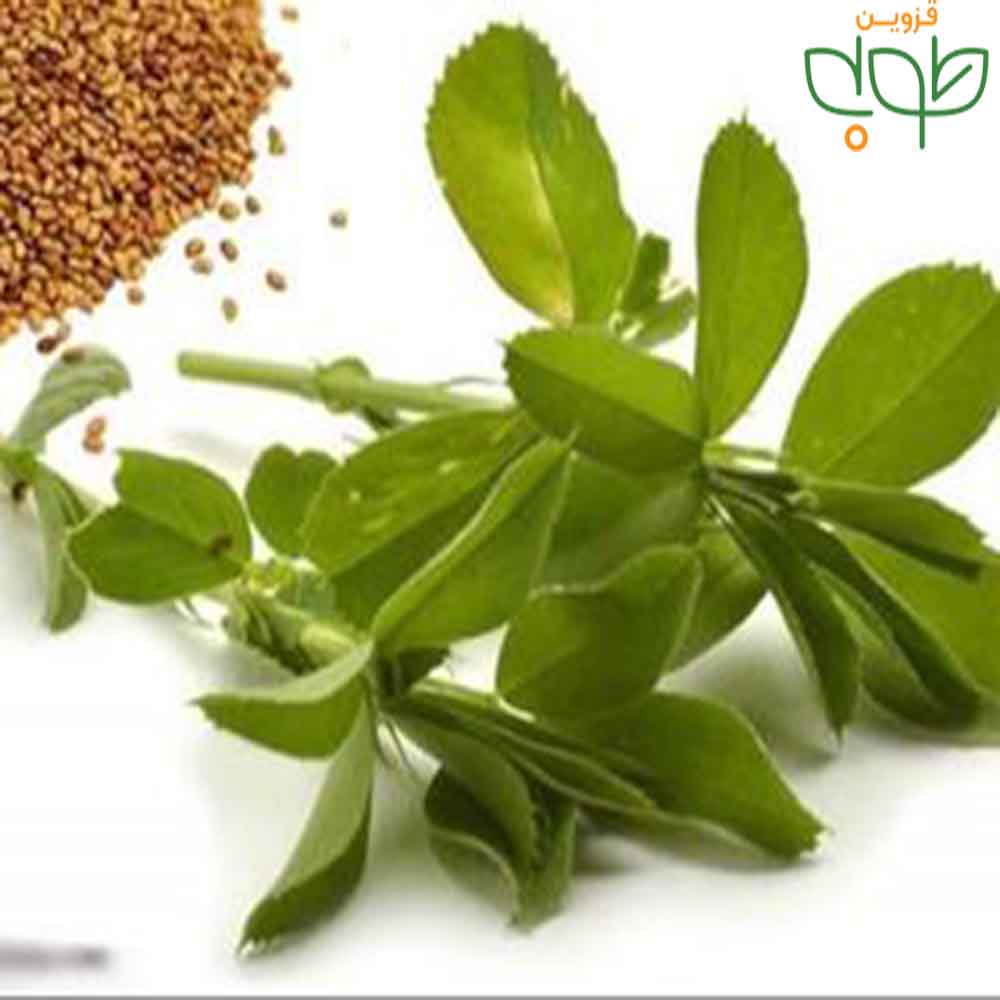 بذر یونجه